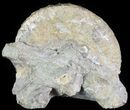 Hoploscaphites Ammonite - South Dakota #62614-1